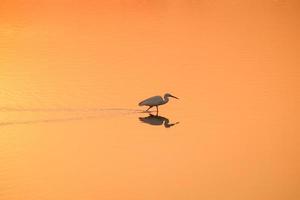 uccello che cammina nell'acqua, uccelli che volano, vista al tramonto sul lago foto