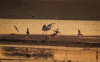 uccello che cammina nell'acqua, uccelli che volano, vista al tramonto sul lago foto