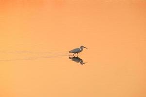 uccello che cammina nell'acqua, uccelli che volano, vista al tramonto sul lago foto
