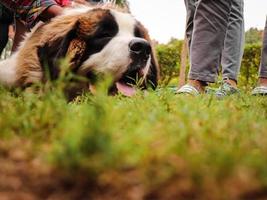 cane che cerca altri cani nel parco, cane al parco per cani, amante degli animali domestici foto