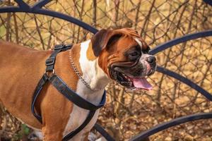 cane che cerca altri cani nel parco, cane al parco per cani, amante degli animali domestici foto