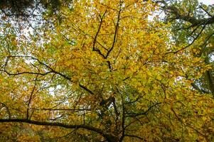 il naturale bellezza di autunno colori e caduta le foglie foto