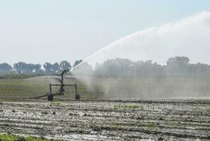 irrigazione sistema nel il campo di meloni. irrigazione il campi. spruzzatore foto