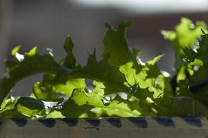 foglie di lattuga insalata di quercia nell'orto, madrid spagna foto