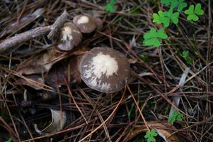 dettaglio di un' selvaggio funghi nel loro naturale ambiente foto