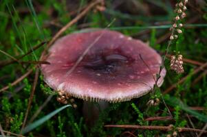 dettaglio di un' selvaggio funghi nel loro naturale ambiente foto