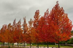 il naturale bellezza di autunno colori e caduta le foglie foto