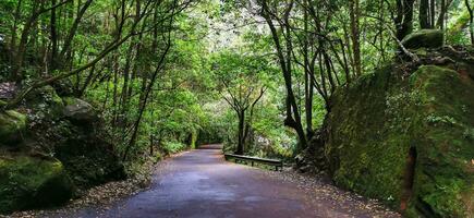 los tilos foresta su il isola di la palma, un' posto di indescrivibile bellezza foto