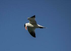 caspian sterna volante foto