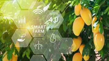 Mango albero nel serra con infografica, inteligente agricoltura e precisione agricoltura 4.0 con visivo icona, digitale tecnologia agricoltura e inteligente agricoltura concetto. foto