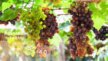 uva frutta nel serra con infografica, inteligente agricoltura e precisione agricoltura 4.0 con visivo icona, digitale tecnologia agricoltura e inteligente agricoltura concetto. foto