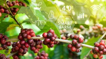 caffè fagiolo albero con infografica inteligente agricoltura e precisione agricoltura 4.0 con visivo icona, digitale tecnologia agricoltura e inteligente agricoltura concetto. foto