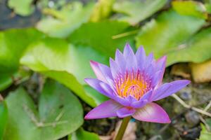 viola e bianca fiore fiorire di loto fiore nymphaea al di sopra di il pesce stagno. il foto è adatto per uso per botanico soddisfare media e fiori natura foto sfondo.