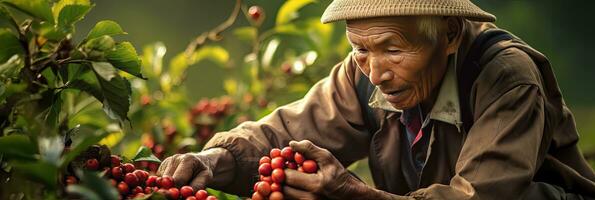 vietnamita agricoltori raccolta arabica caffè frutti di bosco robusta di mano. generativo ai foto