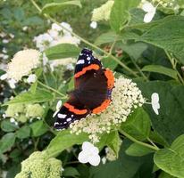 grande monarca farfalla nera cammina su una pianta con fiori