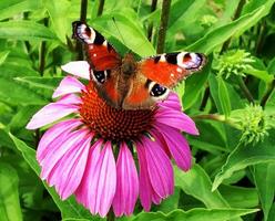grande monarca farfalla nera cammina su una pianta con fiori