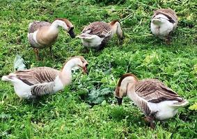 famiglia di animali bianchi oche va a bere acqua dal laghetto foto