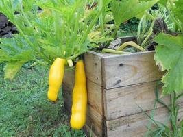 intero cetriolo vegetale verde maturo, farina a fette rotonde foto