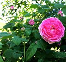 la foto colorata mostra una rosa in fiore