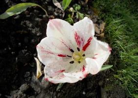 tulipano fiore rosso in fiore con foglie verdi, natura vivente