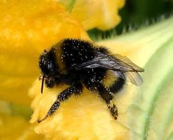 l'ape vola lentamente verso la pianta, raccoglie il nettare per il miele foto