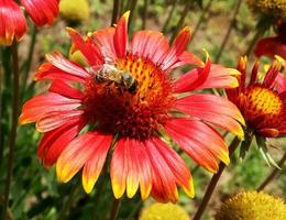 l'ape vola lentamente verso la pianta, raccoglie il nettare per il miele foto