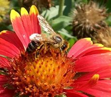 l'ape alata vola lentamente verso la pianta, raccoglie il nettare per il miele foto