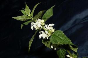 bianco fiore selvatico blossom close up lamium album famiglia lamiaceae macro foto