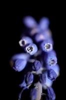 blu piccolo fiore selvatico macro muscari neglectum famiglia asparagaceae foto