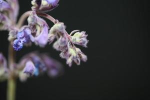 fiore viola blossom close up nepeta grandiflora famiglia lamaiaceae foto