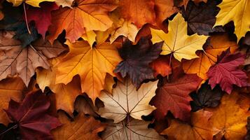colorato autunno le foglie sfondo, multicolore acero le foglie sfondo. alto qualità risoluzione immagine, ai generativo foto
