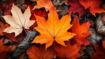 colorato autunno le foglie sfondo, multicolore acero le foglie sfondo. alto qualità risoluzione immagine, ai generativo foto