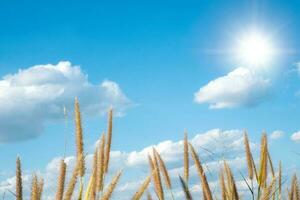 campi in erba desho con un bel cielo azzurro con nuvole bianche e sole foto