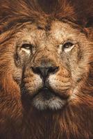 leone panthera leo il ritratto di dettaglio del leone foto