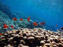 oro di mare. gli antias più comuni nel mar rosso. foto