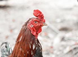 primo piano, faccia di pollo, su, natura, fondo foto