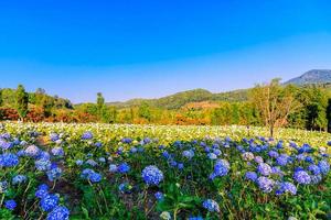 fiori di ortensie blu in fiore nel giardino. foto