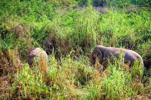 elefante asiatico è un grande mammifero. foto