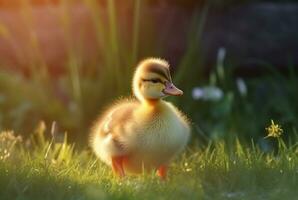 carino anatroccoli nel il giardino con sfocato sfondo e luce del sole. generativo ai foto