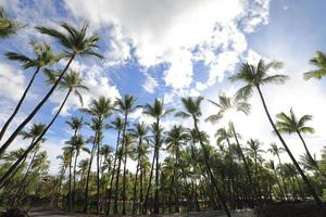 stagno di pesci nel parco storico di kalahuipuaa sulla grande isola delle hawaii foto