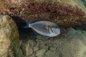 i pesci nuotano nel mar rosso, pesci colorati, eilat israele foto