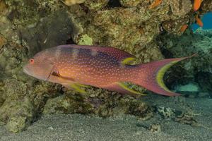 i pesci nuotano nel mar rosso, pesci colorati, eilat israele foto