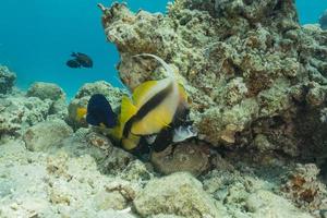 i pesci nuotano nel mar rosso, pesci colorati, eilat israele foto