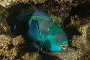 i pesci nuotano nel mar rosso, pesci colorati, eilat israele foto