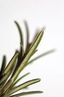 rosmarino macro rosmarinus officinalis foglie vicino famiglia lamiaceae