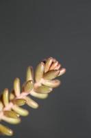 succulente foglie di fiori da vicino sedum rubens famiglia crassulaceae foto