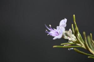 fiore pianta aromatica rosmarinus officinalis famiglia lamiaceae