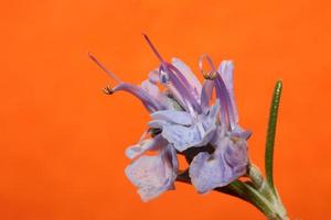 fiore di rosmarino macro rosmarinus officinalis famiglia stretta lamiaceae foto