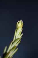 fiore succulento close up sedum ochroleucum chaix famiglia crassulaceae foto