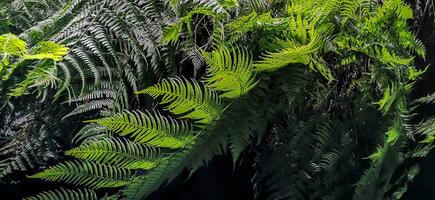 los tilos foresta su il isola di la palma, un' posto di indescrivibile bellezza foto